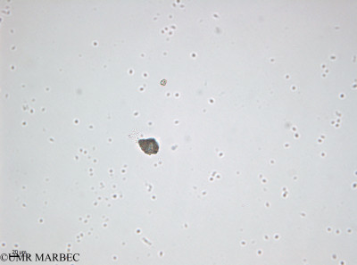 phyto/Bizerte/bizerte_bay/RISCO April 2014/Emiliania huxleyi (-140728_001_ovl-2).tif(copy)_thumb.jpg